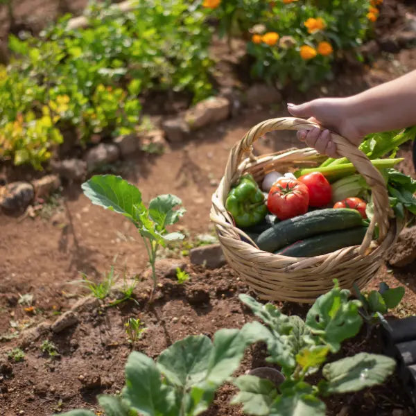 👍💎Vegetable and Flower Seed Assortment—a curated selection of varieties suitable for all seasons, making it an ideal choice for home gardening.🔥