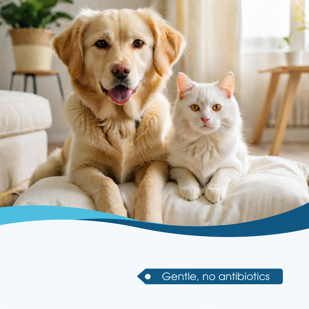 🐶🐱 Tired of Your Pet Scratching & Shaking Their Head? 👂 Soothe Itchy Ears & Keep Them Clean!